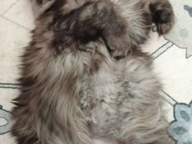 Langhaarkätzchen mit Papieren