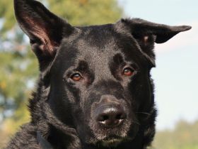 Joko - braucht einen Pflegeplatz