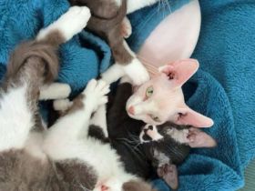 Verkauf: 2 liebevolle Sphynx-Katzen - nur im Doppelpack