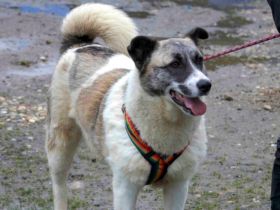 Liebenswerte Manja sucht ihre zweite Chance