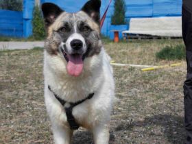 Liebenswerte Manja sucht ihre zweite Chance