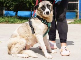 Liebenswerte Manja sucht ihre zweite Chance