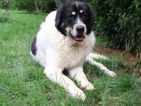 Sanfter Riese Benschi sucht Zuhause