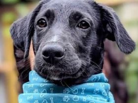 Süßer Paddy sucht seine Familie