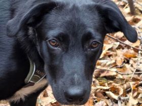 Süßer Paddy sucht seine Familie
