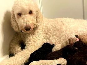 Großpudel Königspudel Ahnentafel