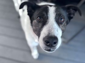 Cersei sucht Familienanschluss