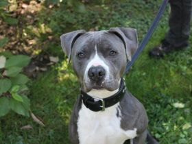 Bruno, Staffordshire Terrier, geb. 2023, junger, sportlicher Rüde sucht Zuhause