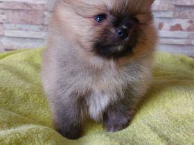 3 wundervolle Pomeranian-Spitz-Welpen