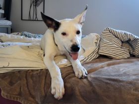 Wer schenkt Trick ein liebevolles Für-Immer-Zuhause?