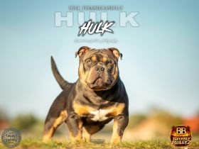 ABKC American Bully Deckrüde HULK Blue Tri