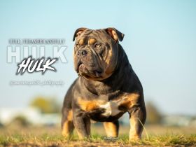 Deckrüde American Bully HULK ABKC