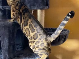 Bengal Katzen aus Luxemburg