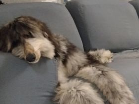 Afghanischer Windhund welpen