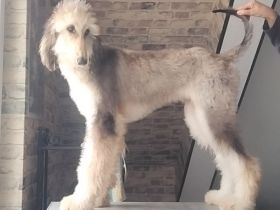 Afghanischer Windhund welpen