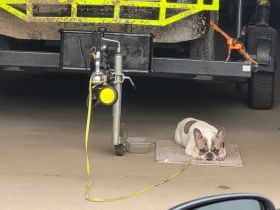 Französische bulldogge