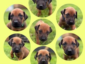 Unsere Rhodesian Ridgeback Welpen ( Rüden) suchen ihr Für-Immer-Zuhause
