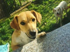 Miss Marple sucht ihr Glück