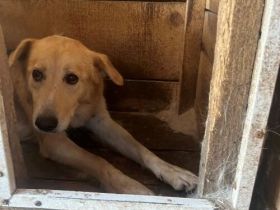 Neuanfang für zarte Seele Oriel gesucht