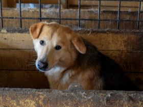 Neuanfang für zarte Seele Oriel gesucht