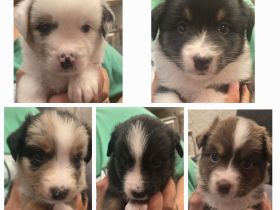 Austrailian Shepherd Welpen