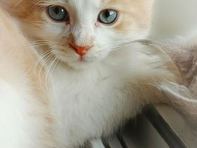 wunderschöner sibirischer Kater Bengalo mit Stammbaum