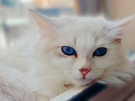 exclusiver Neva Masquerade Boy-Eltern Direktimport-seltene Blutlinie  und tiefblauen Augen