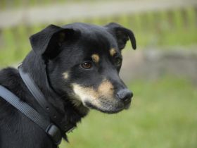 Pepper, Lebensfreude pur, aufgeweckt und anschmiegsam