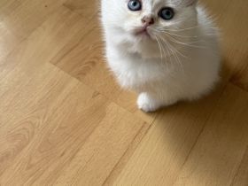 BKH Kitten mit Stammbaum. Britisch Kurzhaar Seal silver shaded point,ns 11 33