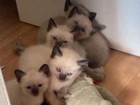 Liebe volle und verpielte Samtpfötchen ( Siam Kitten ) suchen liebe volles Zuhause