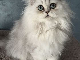 Reinrassiges Perserkätzchen chinchilla