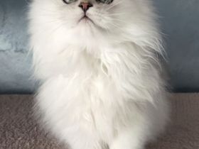 Reinrassige Perserbabys chinchilla,  Perserkitten,  Perserkätzchen