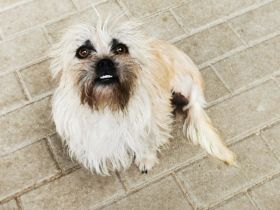 Zara, Terriermix, geb. 2020, aktive, aufgeweckte 3 beinige Handicap Hündin sucht Familie