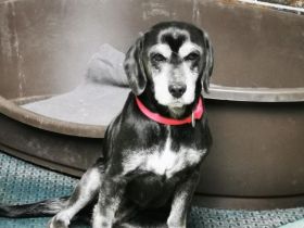 Dita, Cockerspaniel -Beaglemix, geb. 2015, super brave Seniorin mit gesundheitlichen Einschränkungen