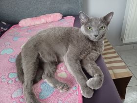 Russisch Blau Katze/Kater gesucht
