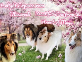 Amerikanische Collie Welpen April/Mai Wurfankündigung 2026