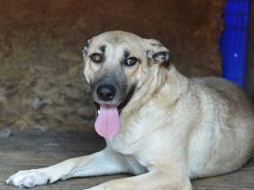 Zarte Seele Bianca sucht Zuhause