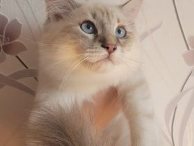 Neva Masquarade Sibirische Waldkatzen