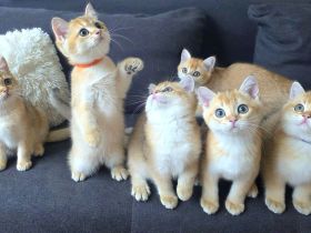 Zwei bkh Bärchen mit Stammbaum suchen noch ihr für immer zuhause