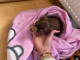 Kaufe kein Tier aus mietleid