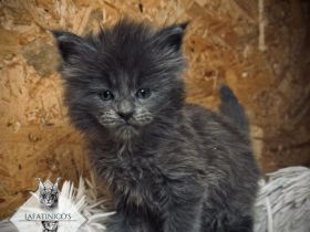 Maine Coon Kitten mit Stammbaum