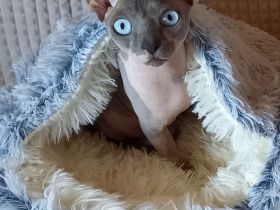 Deckkater Sphynx Elf