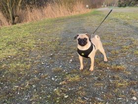 Mops Welpen (Update ein Mädchen ist noch frei)