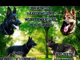 Wurfankündigung (99,9%DDR Blütig)