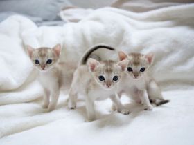 Singapura Kitten reinrassig zu verkaufen