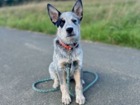 Yukan - ein besonderer Australian Cattle Dog Welpe
