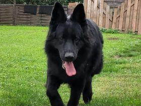 Altdeutscher Schäferhund - Rüde