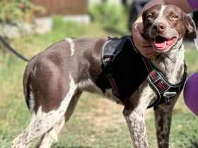 Lora wünscht sich ein liebevolles Zuhause