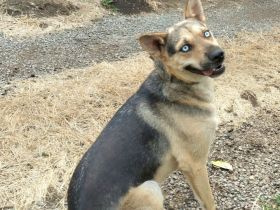 Ares mit tollen Augen sucht ein aktives Zuhause