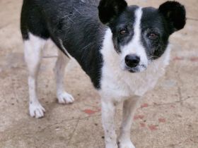 Ulla, älter, ruhig und freundlich, sucht ihren Altersruhesitz bei lieben Menschen